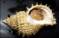 Miscellaneous Gastropod Mollusks